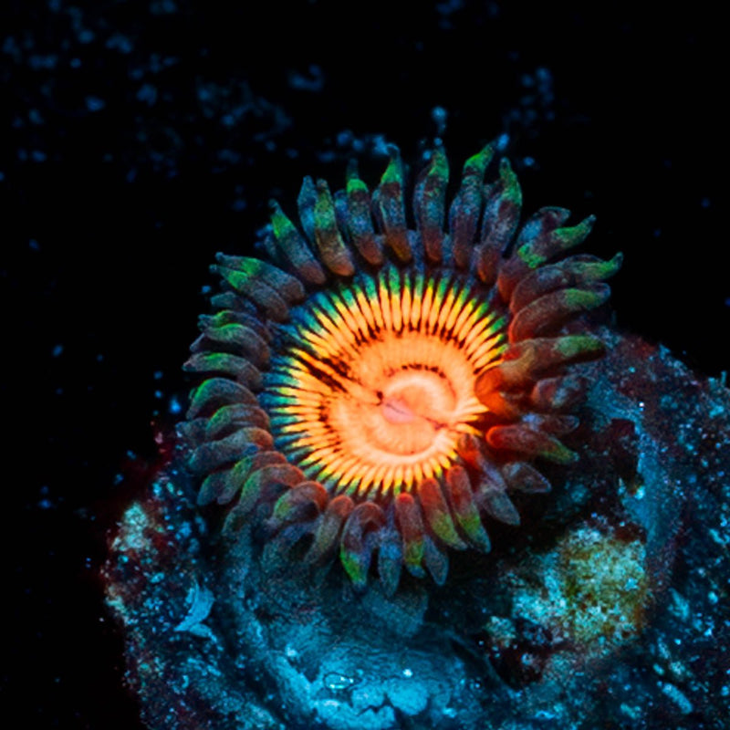 Fruit Ninja Zoanthid