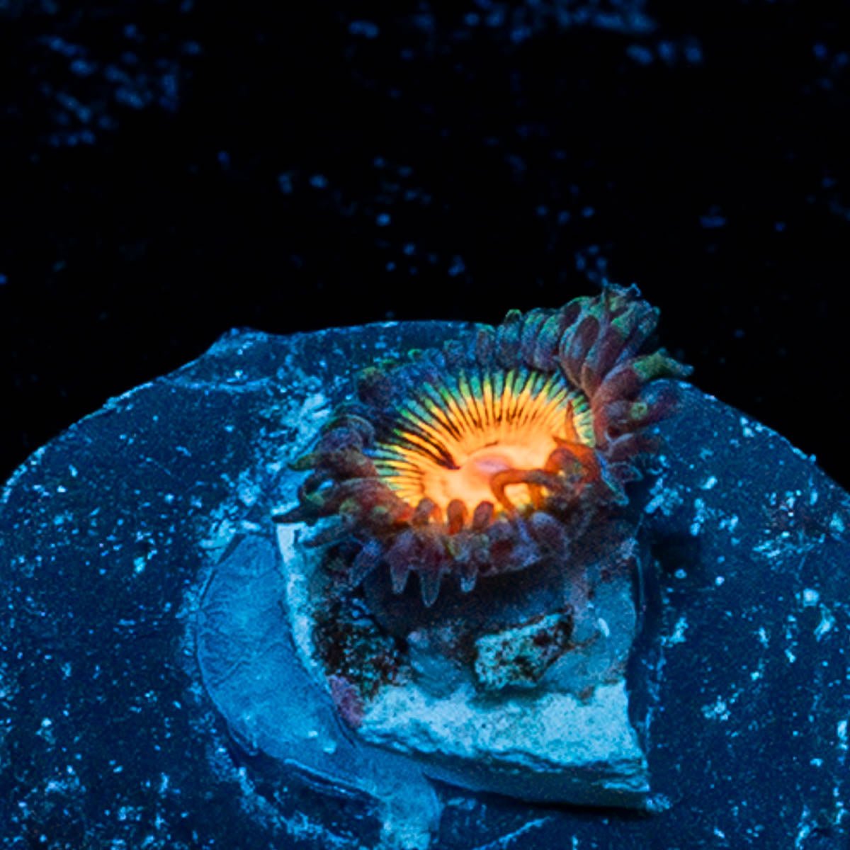 Fruit Ninja Zoanthid - riptide aquaculture llc