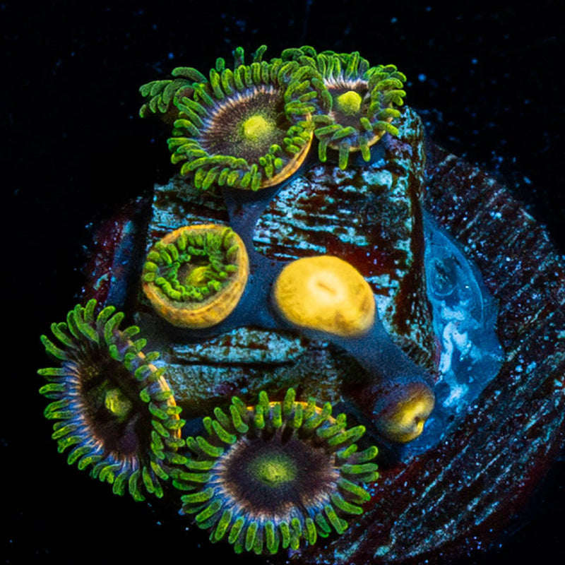Lush Lemons Zoanthid