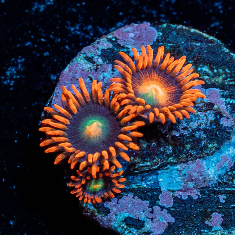 Punk Rockers Zoanthid