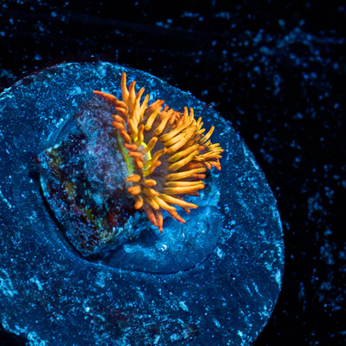 Rainbow Hornet Zoanthid - riptide aquaculture llc