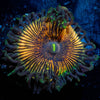 Desert Storm Zoanthid - riptide aquaculture llc