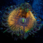 Desert Storm Zoanthid - riptide aquaculture llc