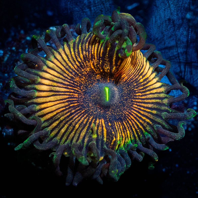 Desert Storm Zoanthid