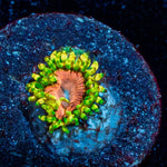 Purple Monster Zoanthid - riptide aquaculture llc