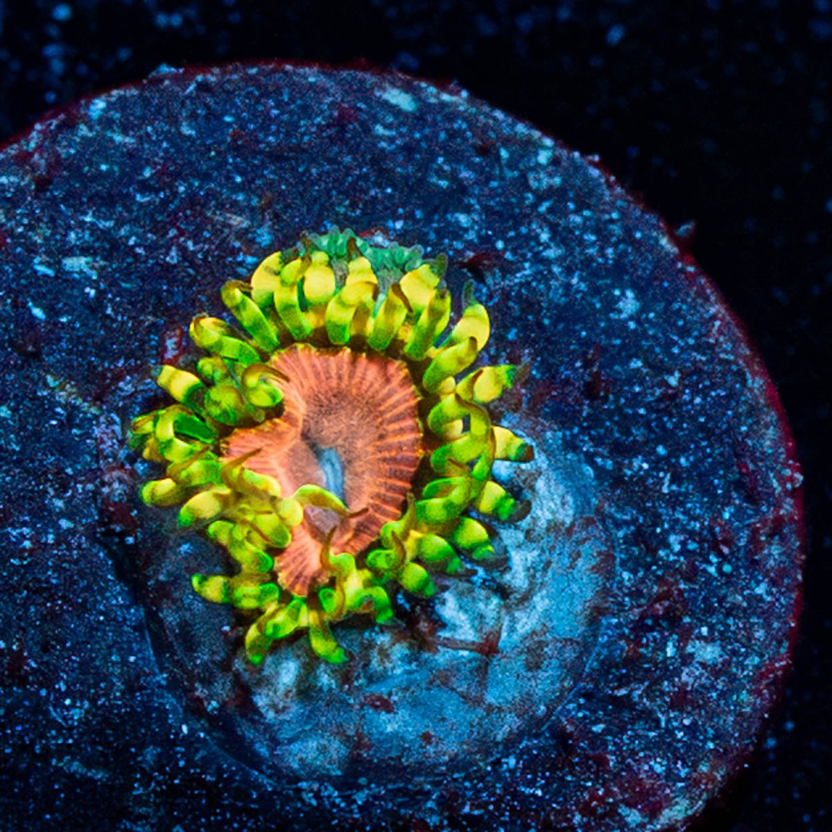 Purple Monster Zoanthid - riptide aquaculture llc