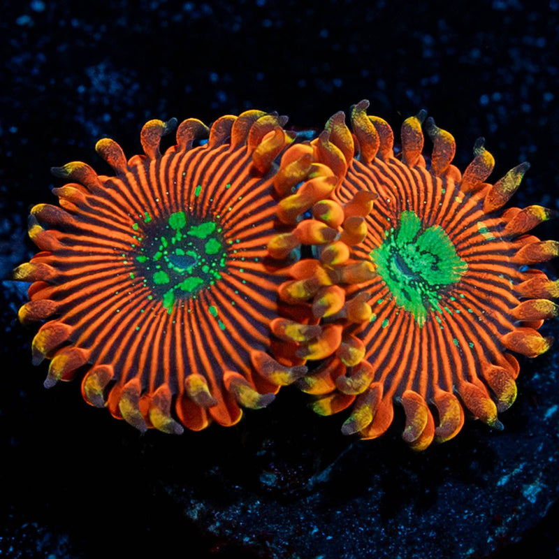 Dark Magicians Zoanthid