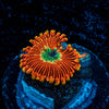 Dark Magicians Zoanthid 