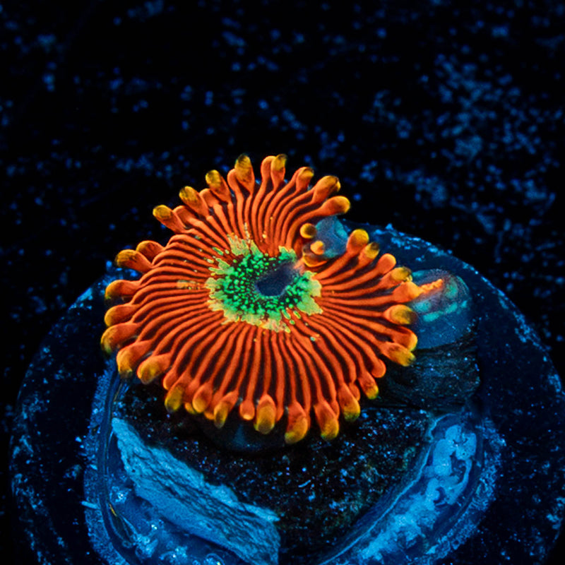 Dark Magicians Zoanthid