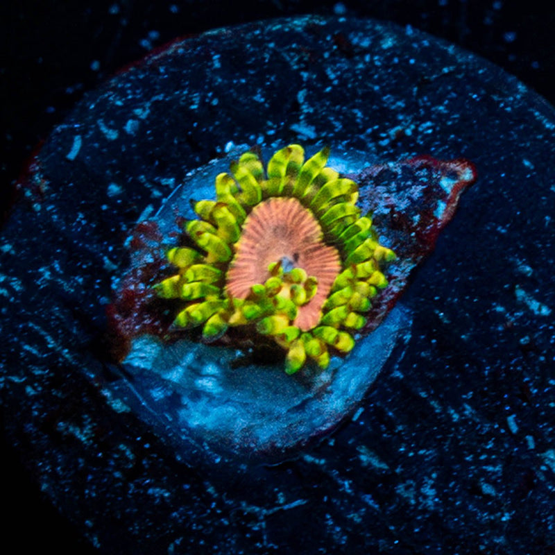 Purple Monster Zoanthid