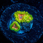 Purple Monster Zoanthid - riptide aquaculture llc