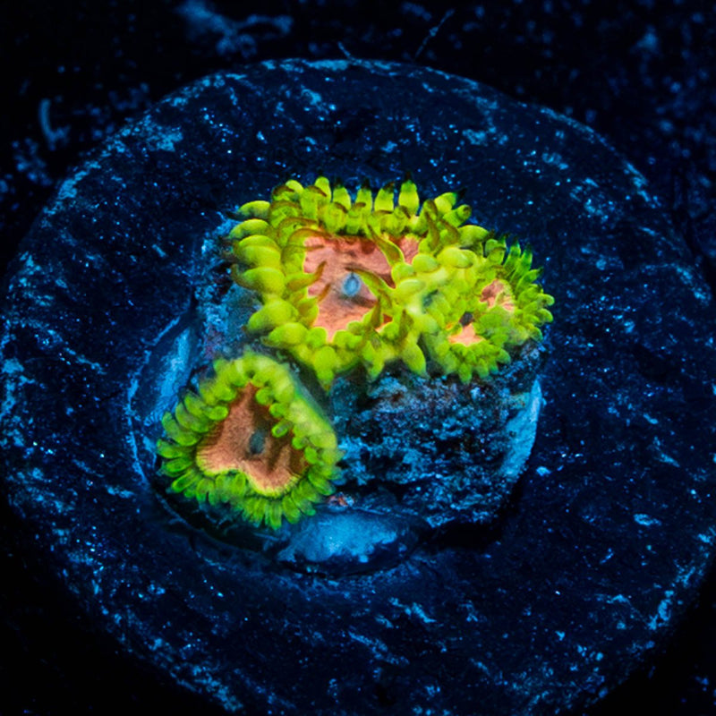 Purple Monster Zoanthid