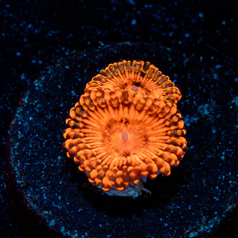Darth Maul Zoanthid