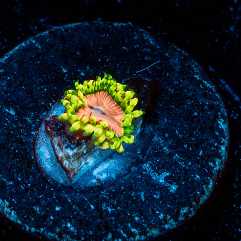 Purple Monster Zoanthid