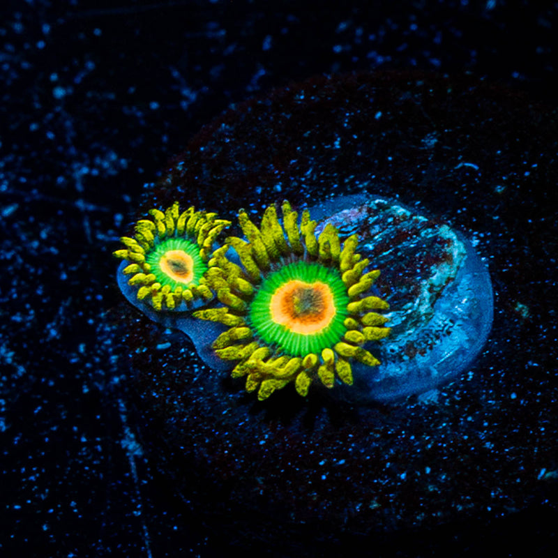 Rasta Zoanthid