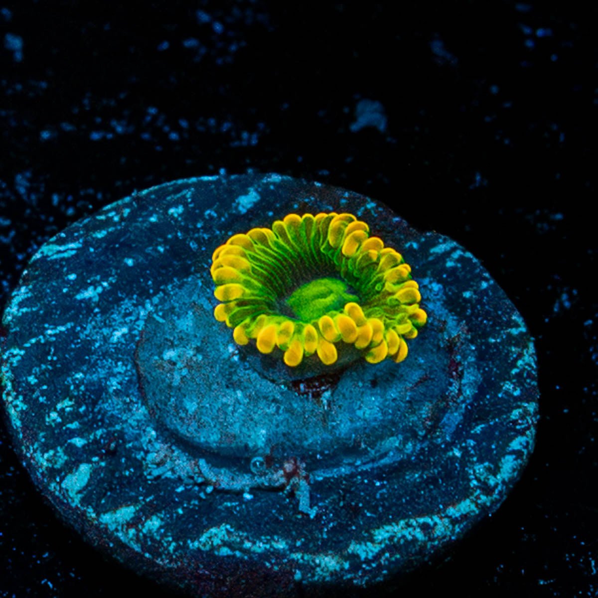 Rainbow Yoda's Zoanthid - riptide aquaculture llc
