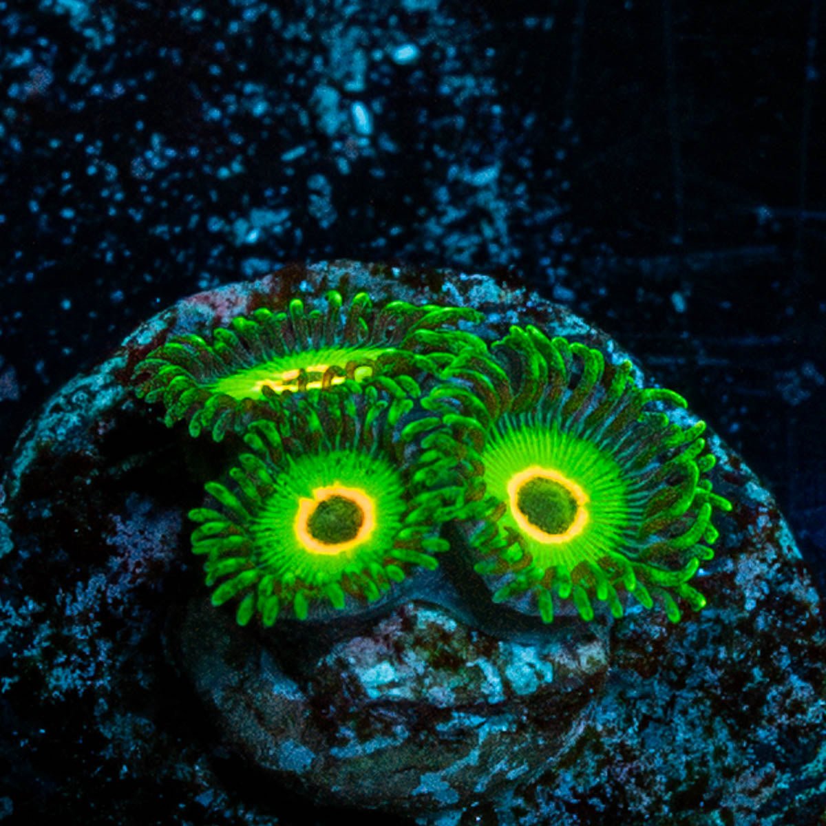 Ultra Rastas Zoanthid - riptide aquaculture llc