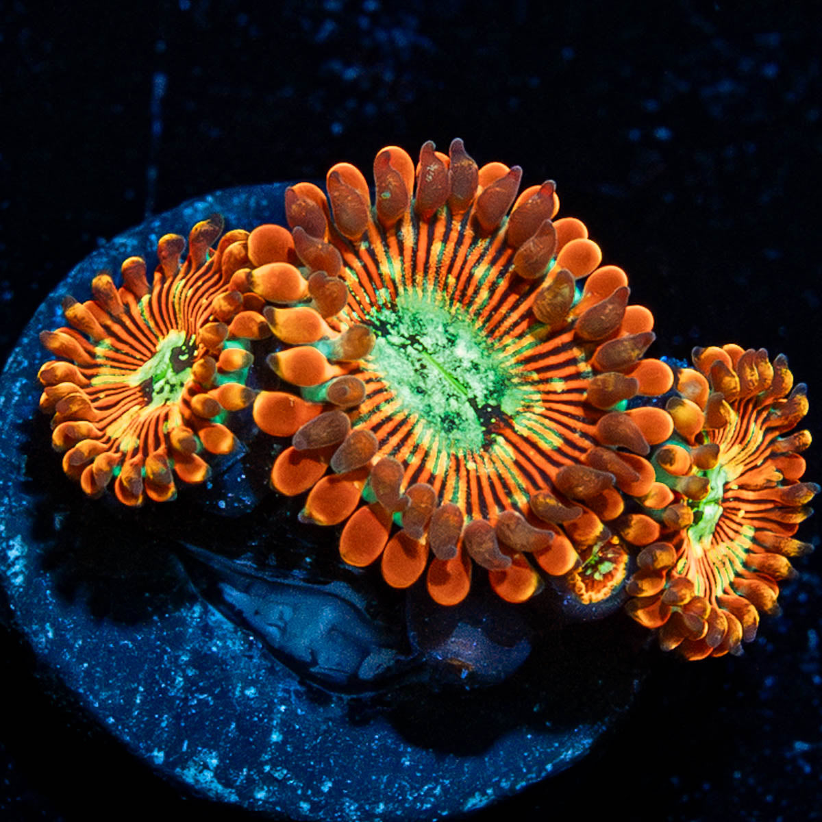 Dark Magicians Zoanthid 