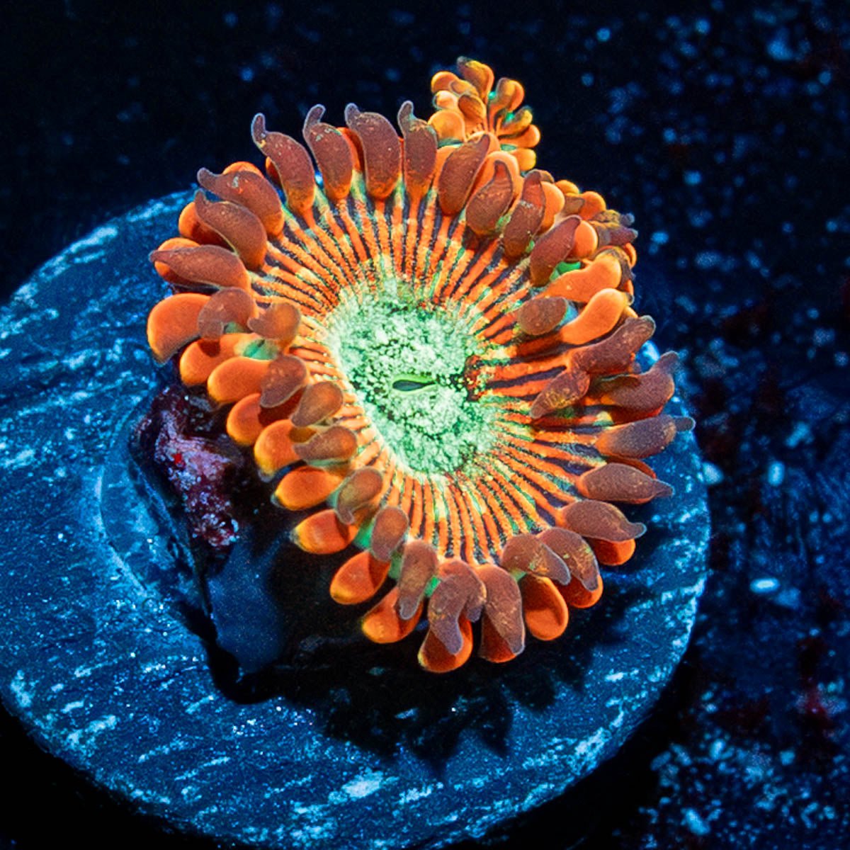 Dark Magicians Zoanthid - riptide aquaculture llc