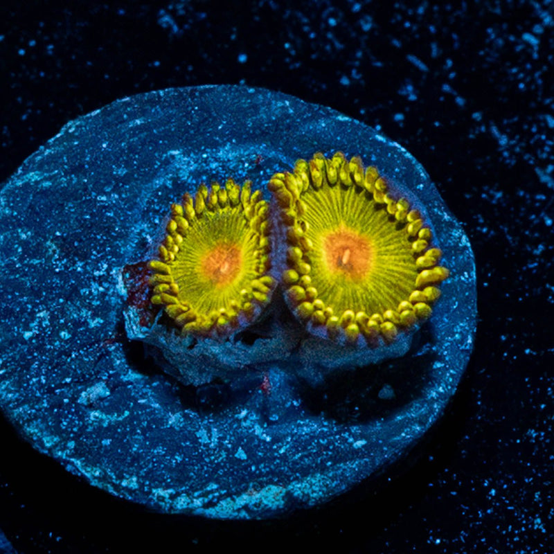 Tutti Frutti Zoanthid