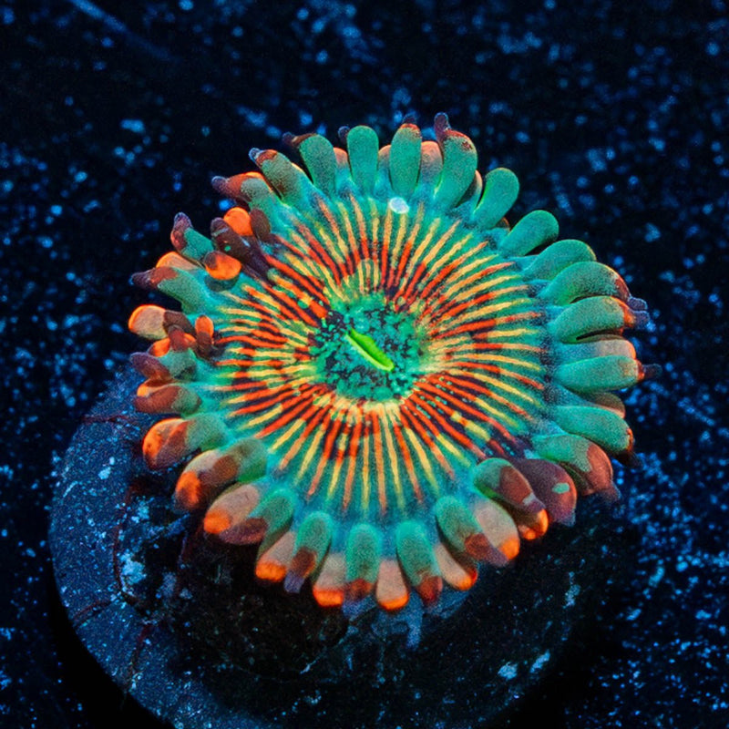 White Zombie Zoanthid