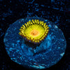 Tutti Frutti Zoanthid - riptide aquaculture llc