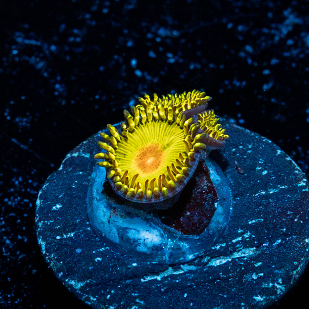Tutti Frutti Zoanthid 