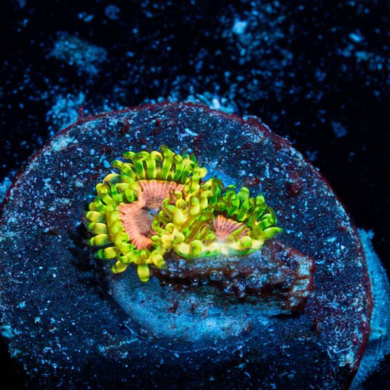 Purple Monster Zoanthid
