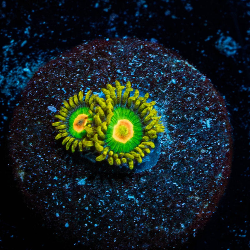 Rasta Zoanthid
