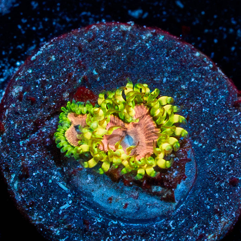 Purple Monster Zoanthid