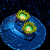 Rasta Zoanthid 