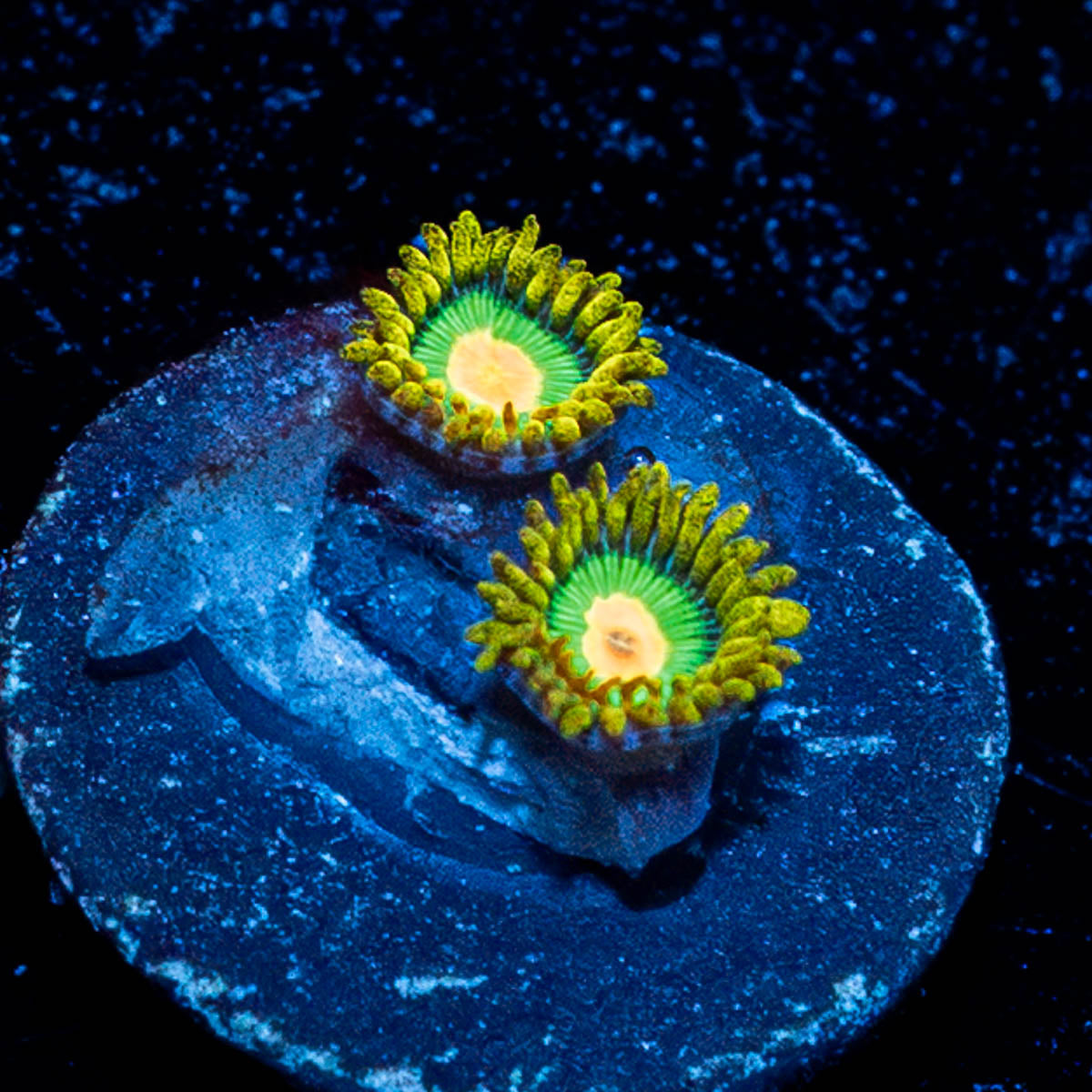 Rasta Zoanthid 