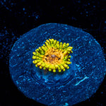 Northern Lights Zoanthid - riptide aquaculture llc