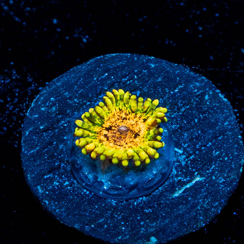 Northern Lights Zoanthid