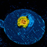 Northern Lights Zoanthid - riptide aquaculture llc