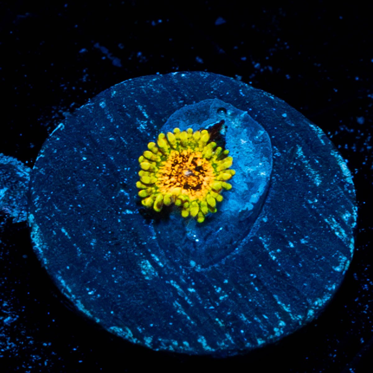 Northern Lights Zoanthid - riptide aquaculture llc