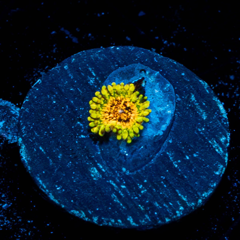 Northern Lights Zoanthid