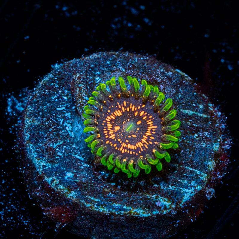 Psychosis Zoanthid