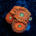 Dark Magicians Zoanthid - riptide aquaculture llc