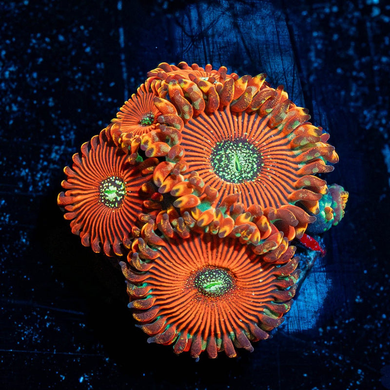 Dark Magicians Zoanthid