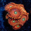 Dark Magicians Zoanthid - riptide aquaculture llc