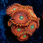 Dark Magicians Zoanthid - riptide aquaculture llc