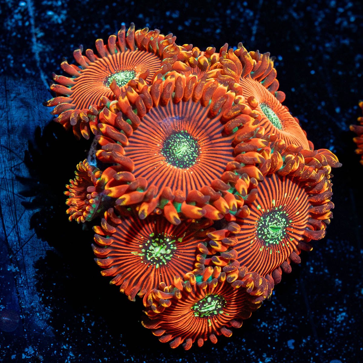Dark Magicians Zoanthid - riptide aquaculture llc