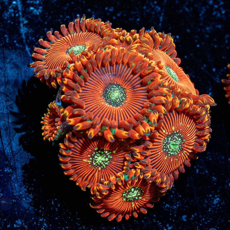 Dark Magicians Zoanthid