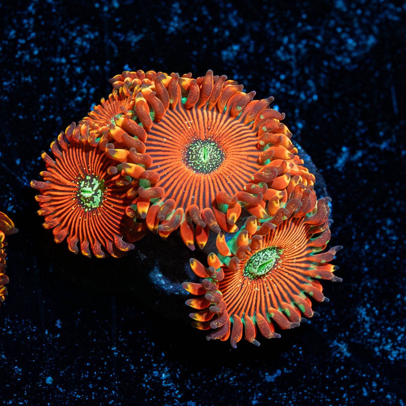Dark Magicians Zoanthid
