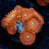 Dark Magicians Zoanthid - riptide aquaculture llc