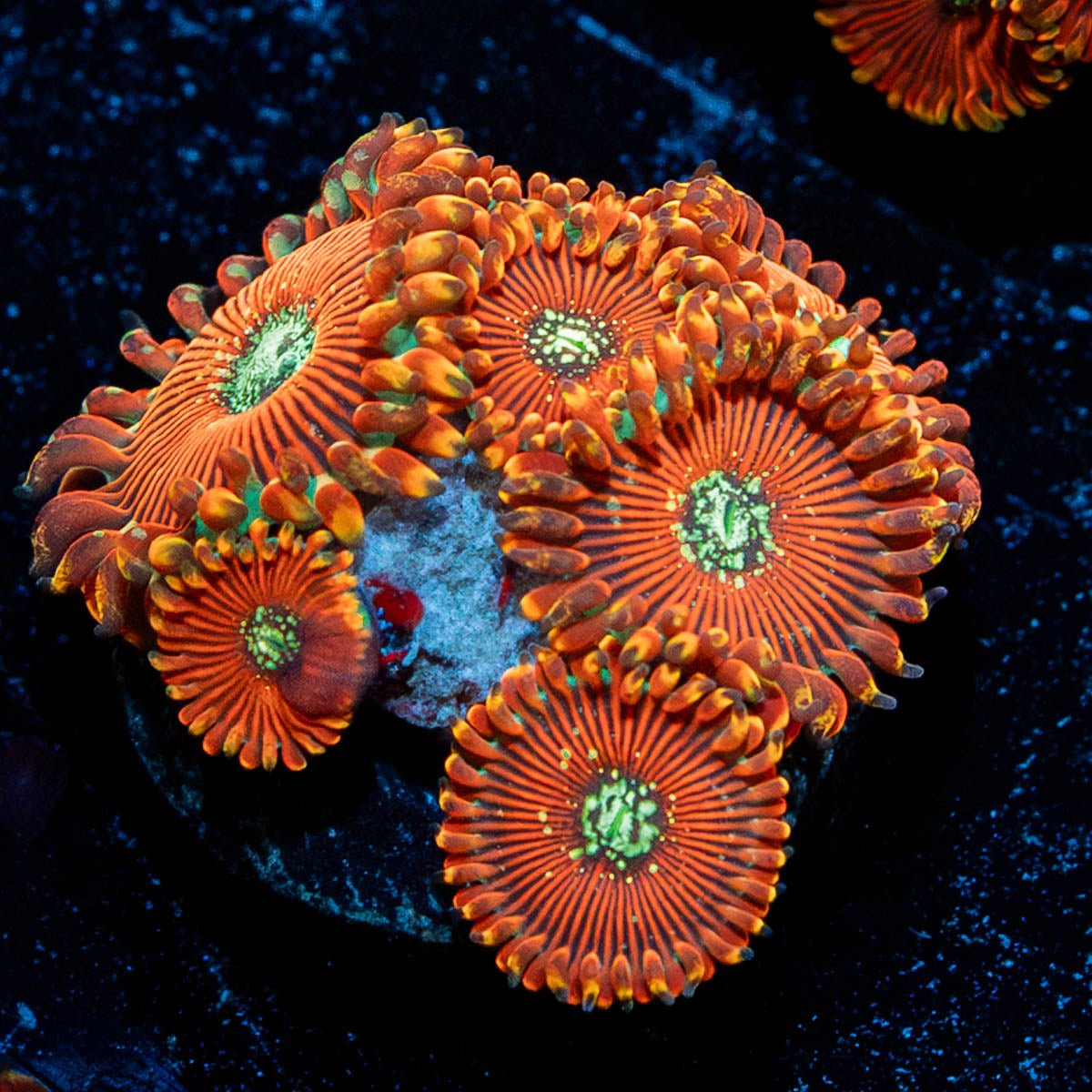Dark Magicians Zoanthid - riptide aquaculture llc