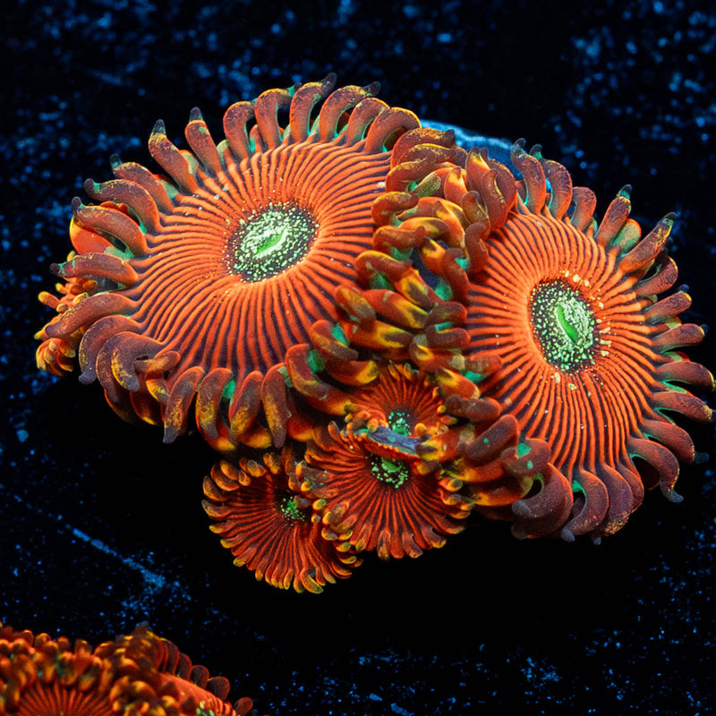 Dark Magicians Zoanthid