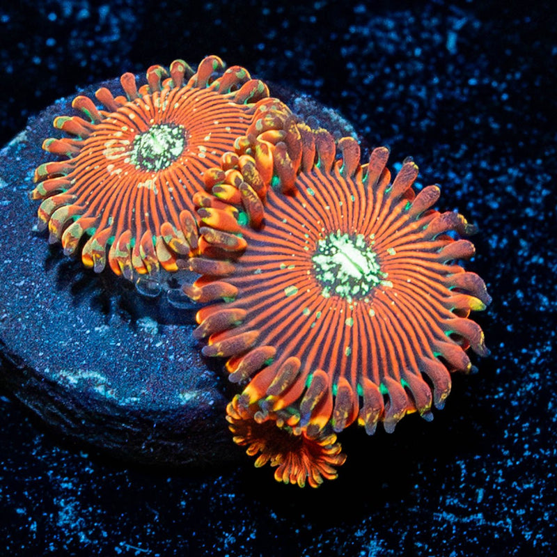 Dark Magicians Zoanthid