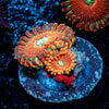 Dark Magicians Zoanthid - riptide aquaculture llc